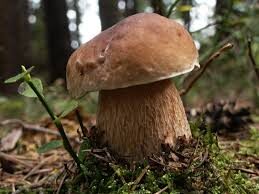 comprar boletus